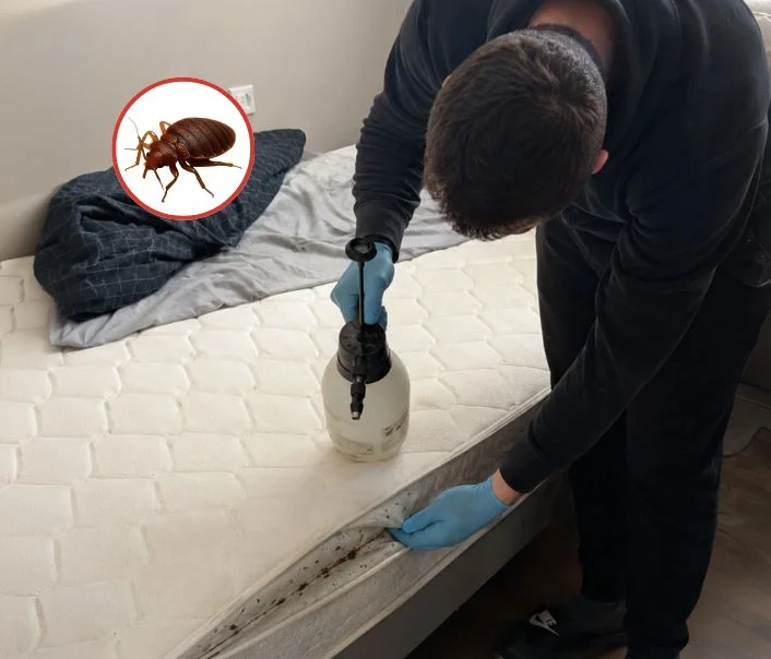 Technicien traitant un matelas contre les punaises de lit à Avernes